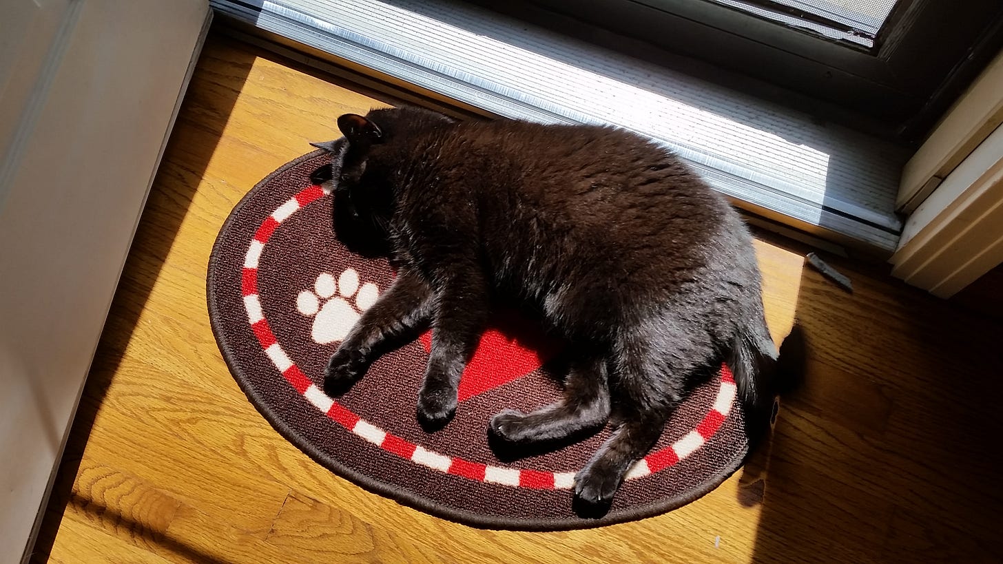 A black cat suns himself by an open front door.
