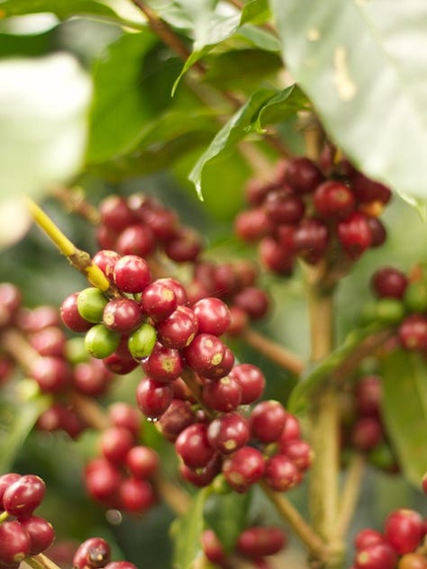 Coffee growing in Nicaragua