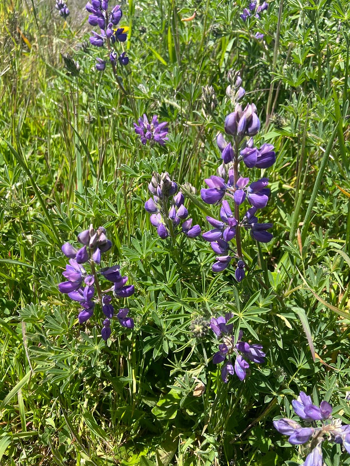 two photos side by side: the one on the right shows a small waterfall in the forest with ferns around it and dappled light. The one on the right shows purple lupins in bloom.