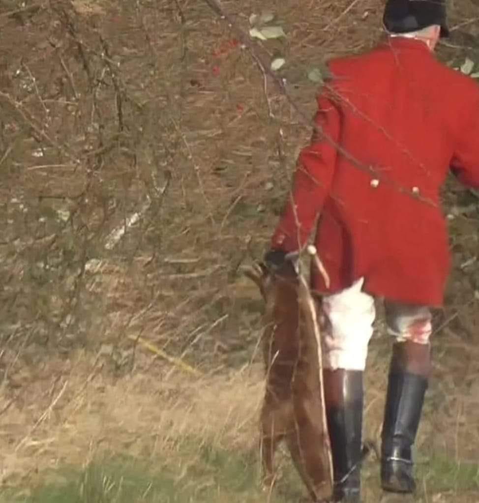 Essex and Suffolk Hunt's Jamie Price carries away the dead fox who was killed on 23 December 2023 Essex and Suffolk Hunt's Jamie Price carries away the dead fox who was killed on 23 December 2023