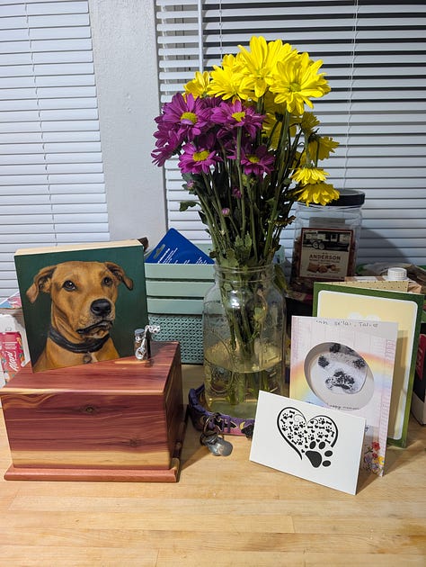 A memorial for Tali, with her ashes, portrait, flowers, and cards, paw prints, and other mementos.