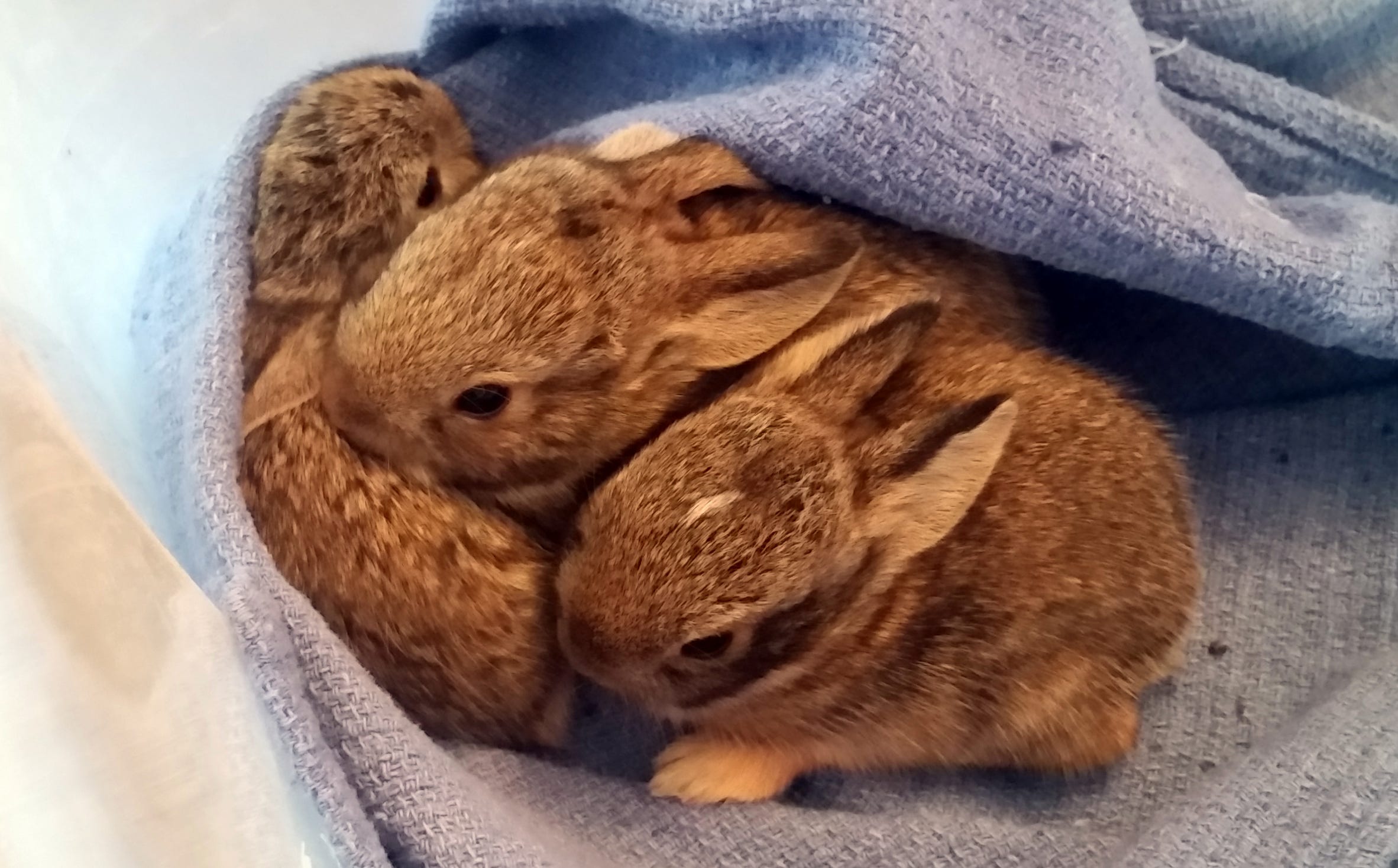 A bunny and a bang