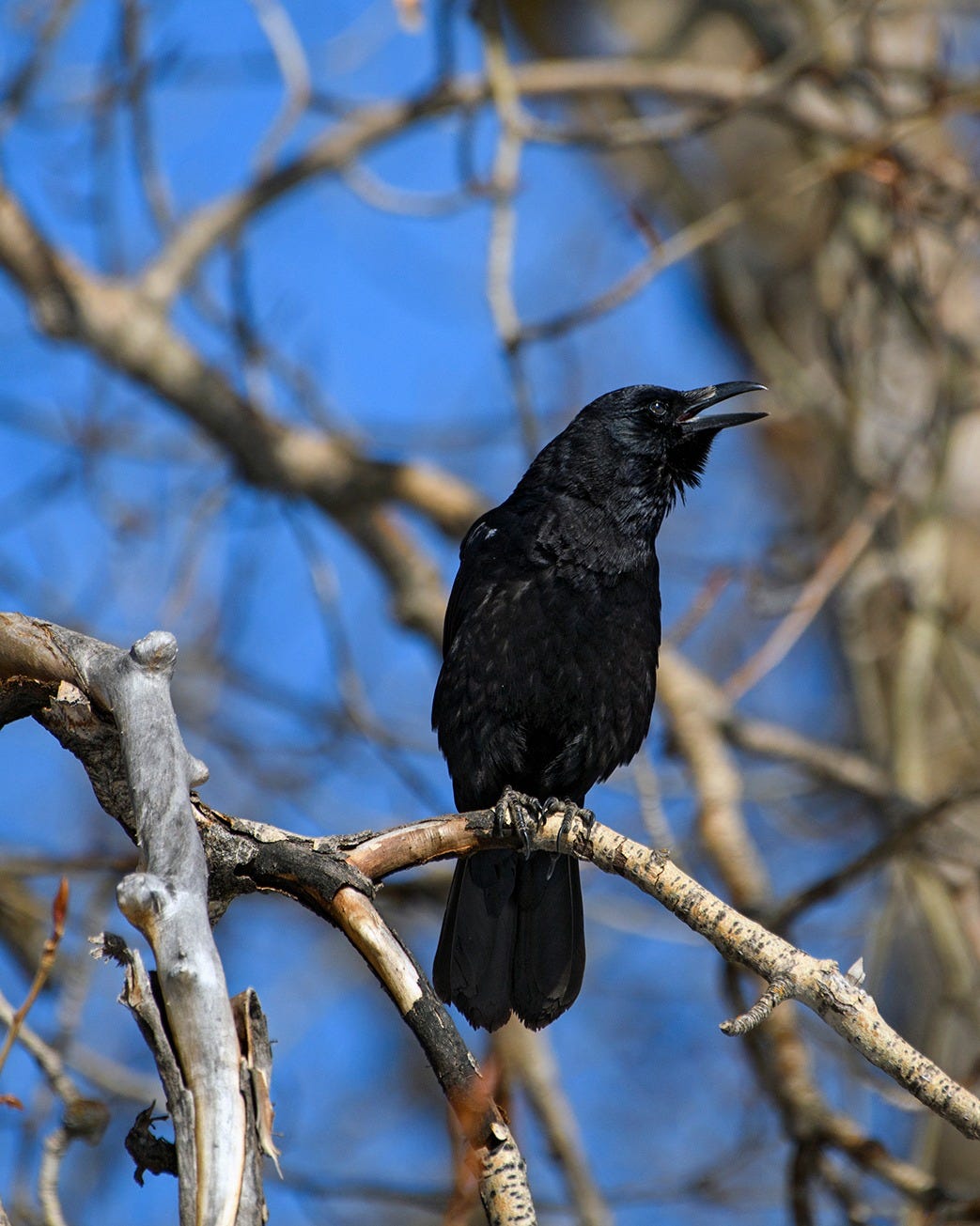 May be an image of bird and nature