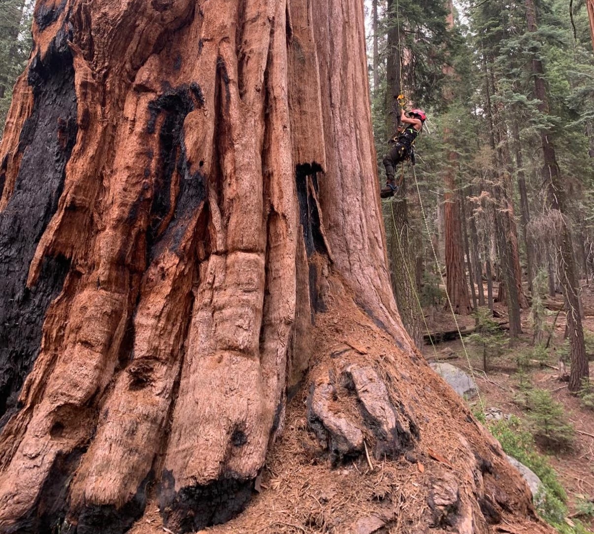 When an Ancient Tree Isn't Really That Ancient