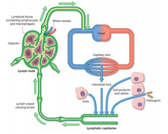 Learn the Definition of Lymphatic vessels | THE-DEFINITION.COM