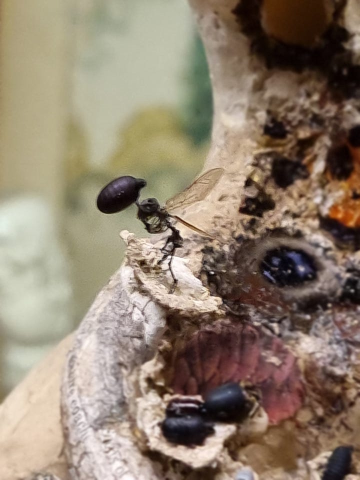 Tessa Farmer, Victor Wynd Gallery, Hackney