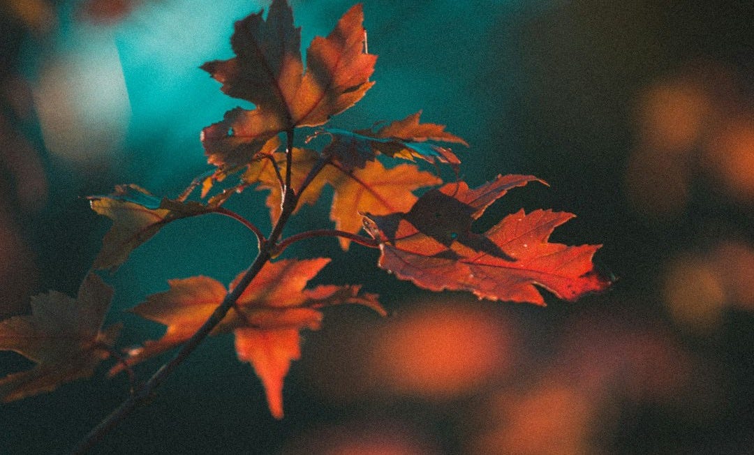 red and brown maple leaves