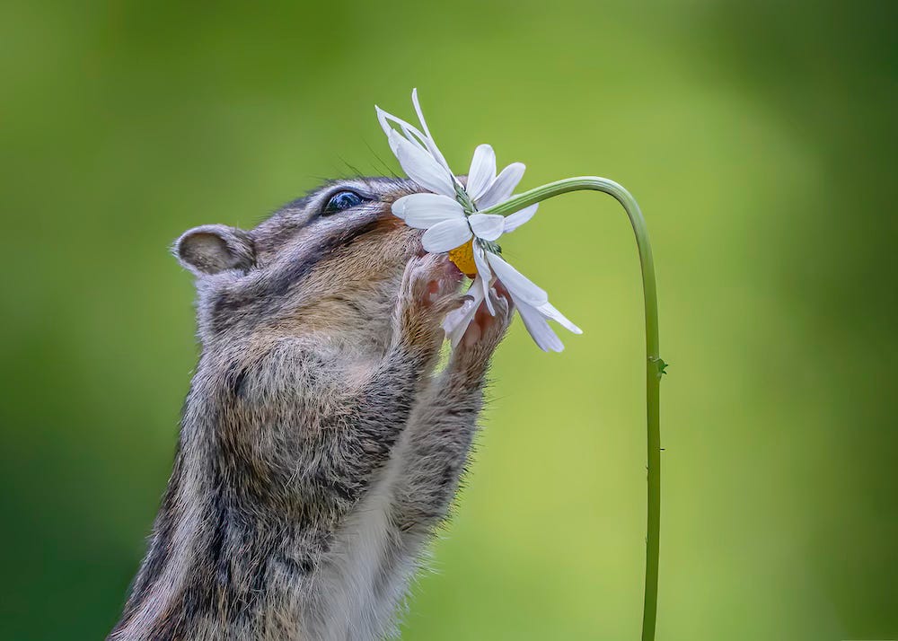 Nature photographer - chipmunk smells a flower