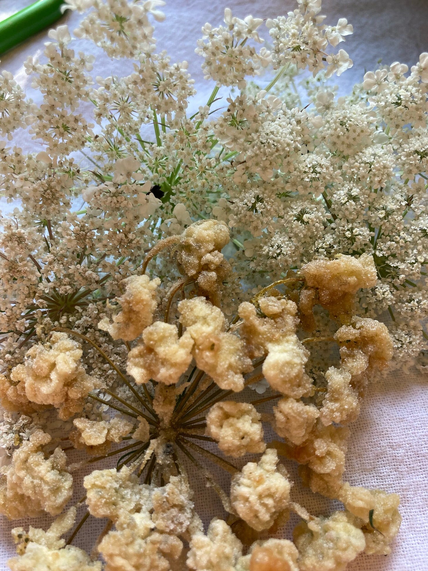 queen-anne's-lace-fritter-and-floewrhead4.jpeg