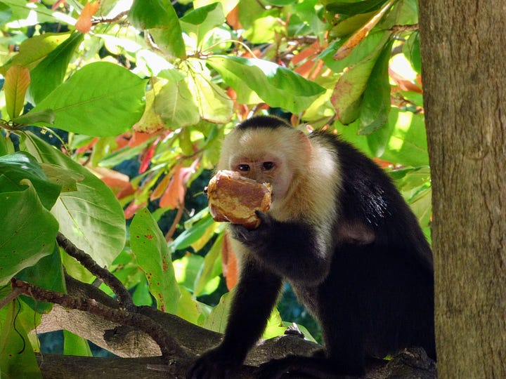 5 images of mammals from Costa Rica