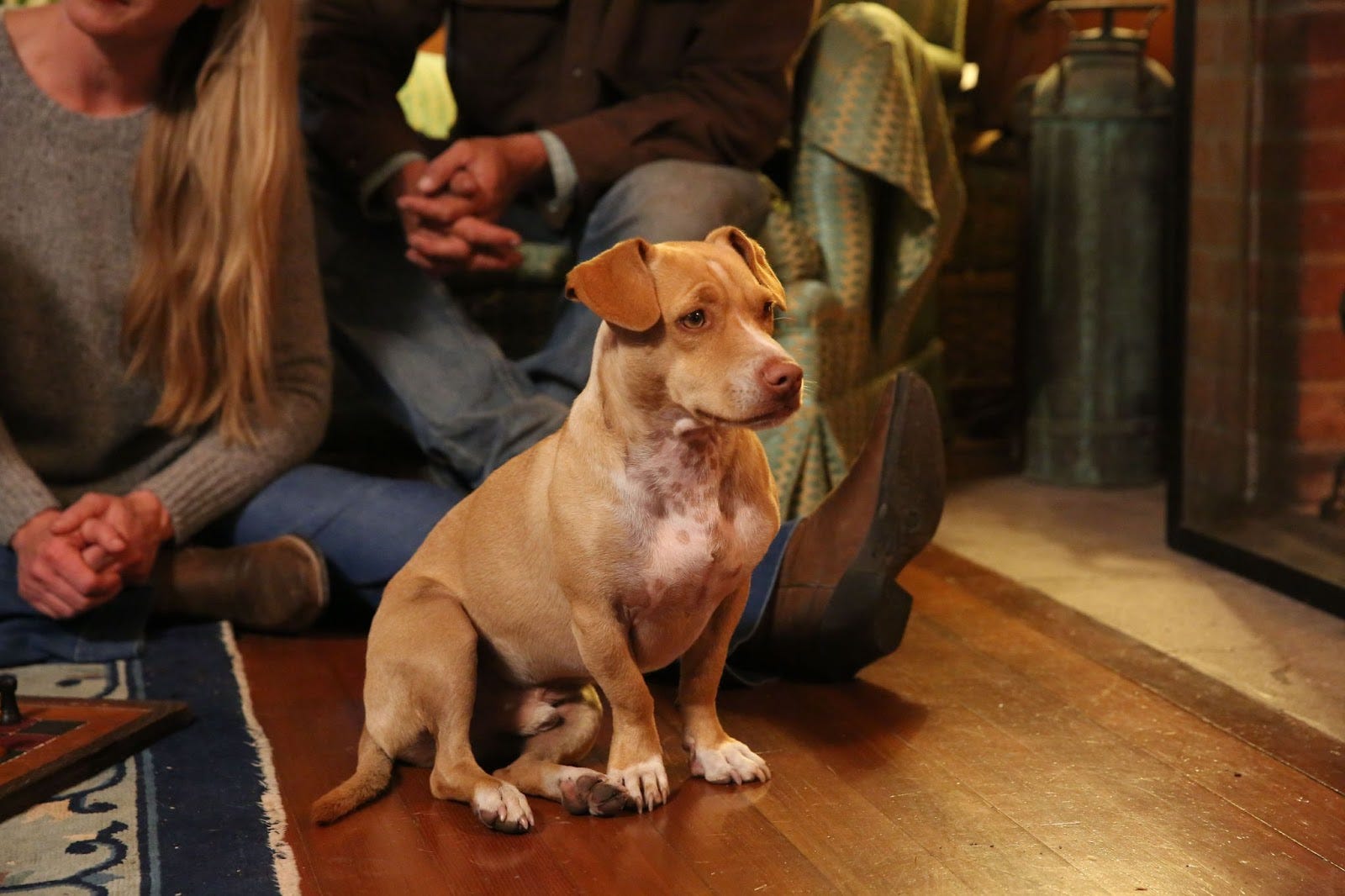 The Dog Ranch Welcome to the Ranch! - by Elizabeth Poett