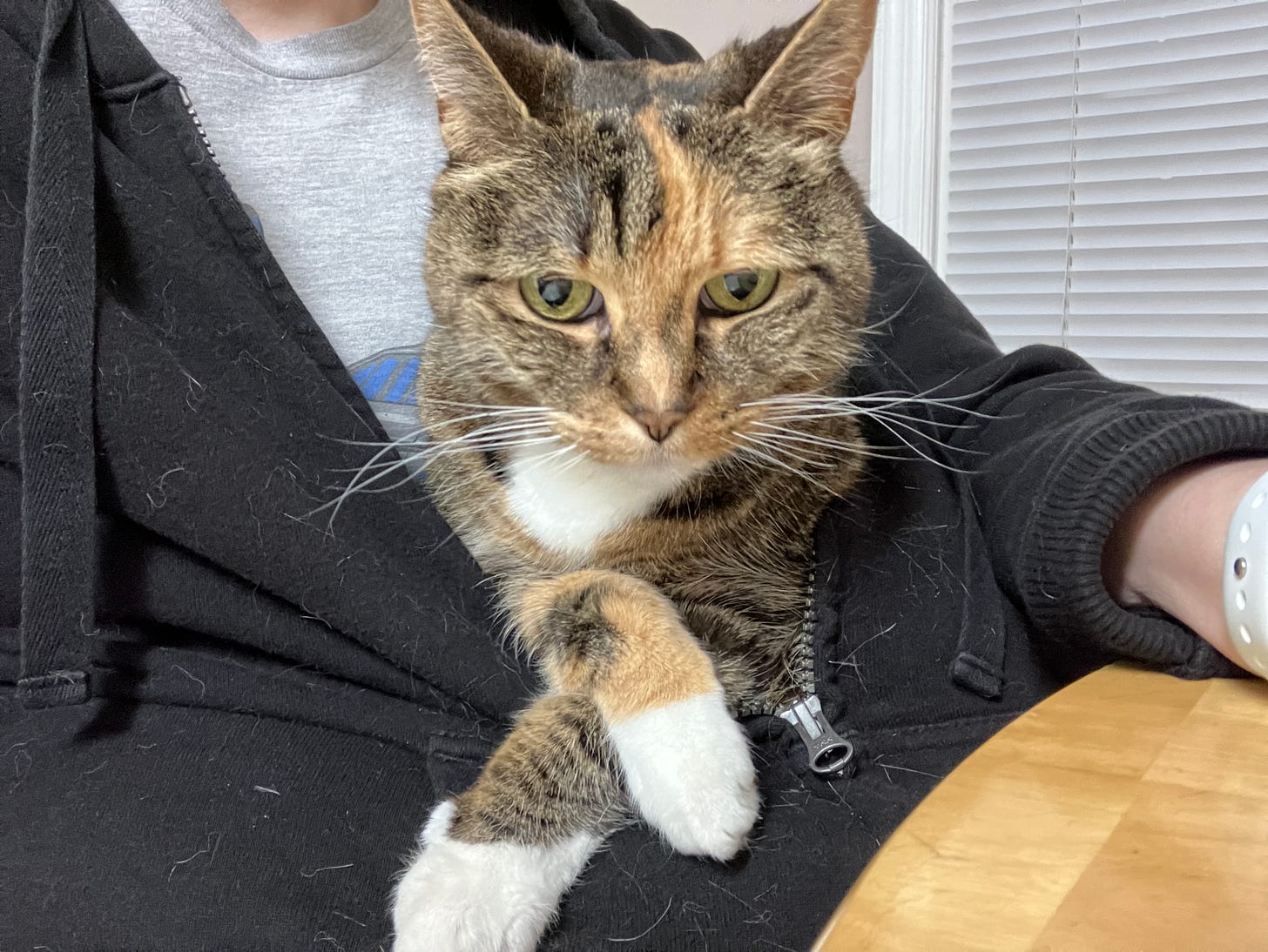 Cat snug inside a black hoodie with her head and front paws visible