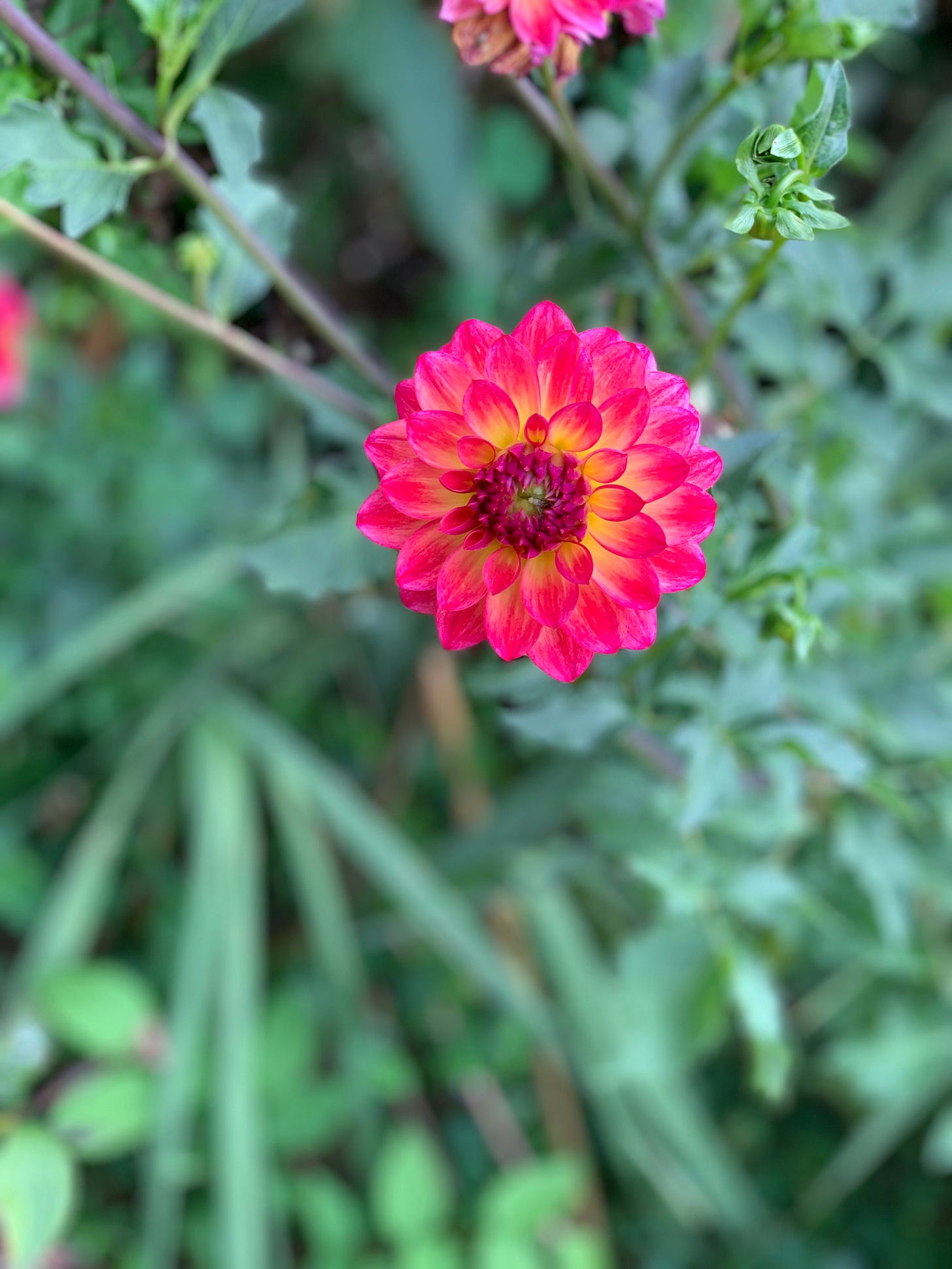 photo of a dahlia