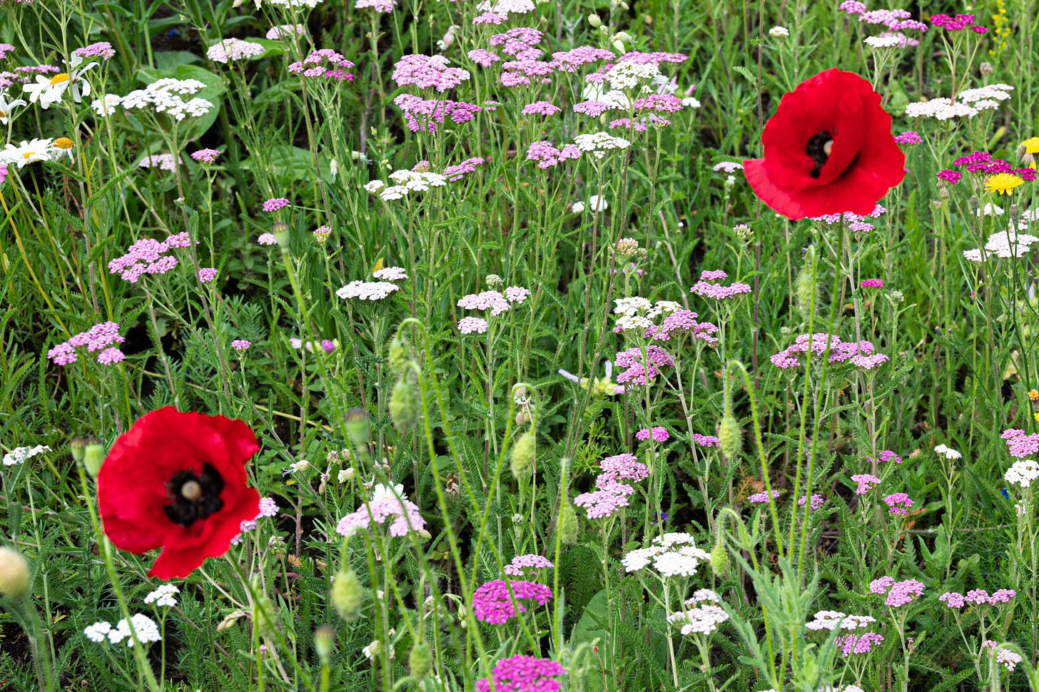 Two red poppies stand out in a field of white and purple wildflowers