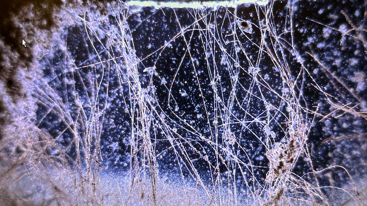 Cable Bacteria are Living Batteries