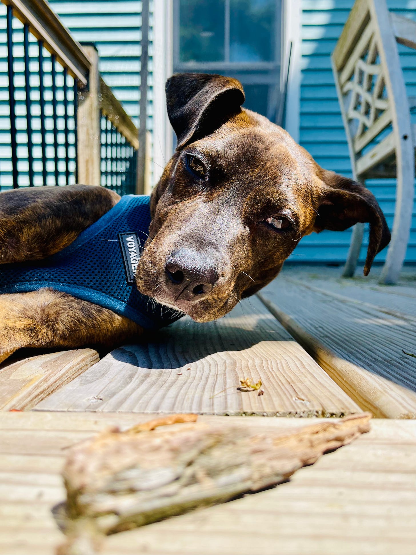 Puppy on her side, head lifted, staring at a piece of wood in front of her