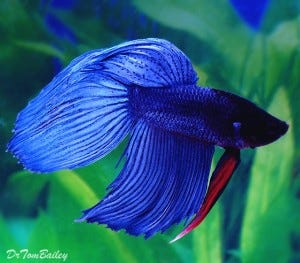betta_male_blue_120125a2_w0640