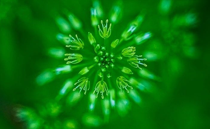 green and white flower in close up photography