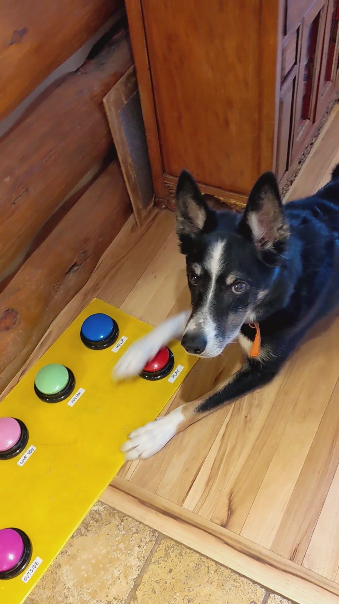 Dog pressing a "talking" button Dog pressing a "talking" button