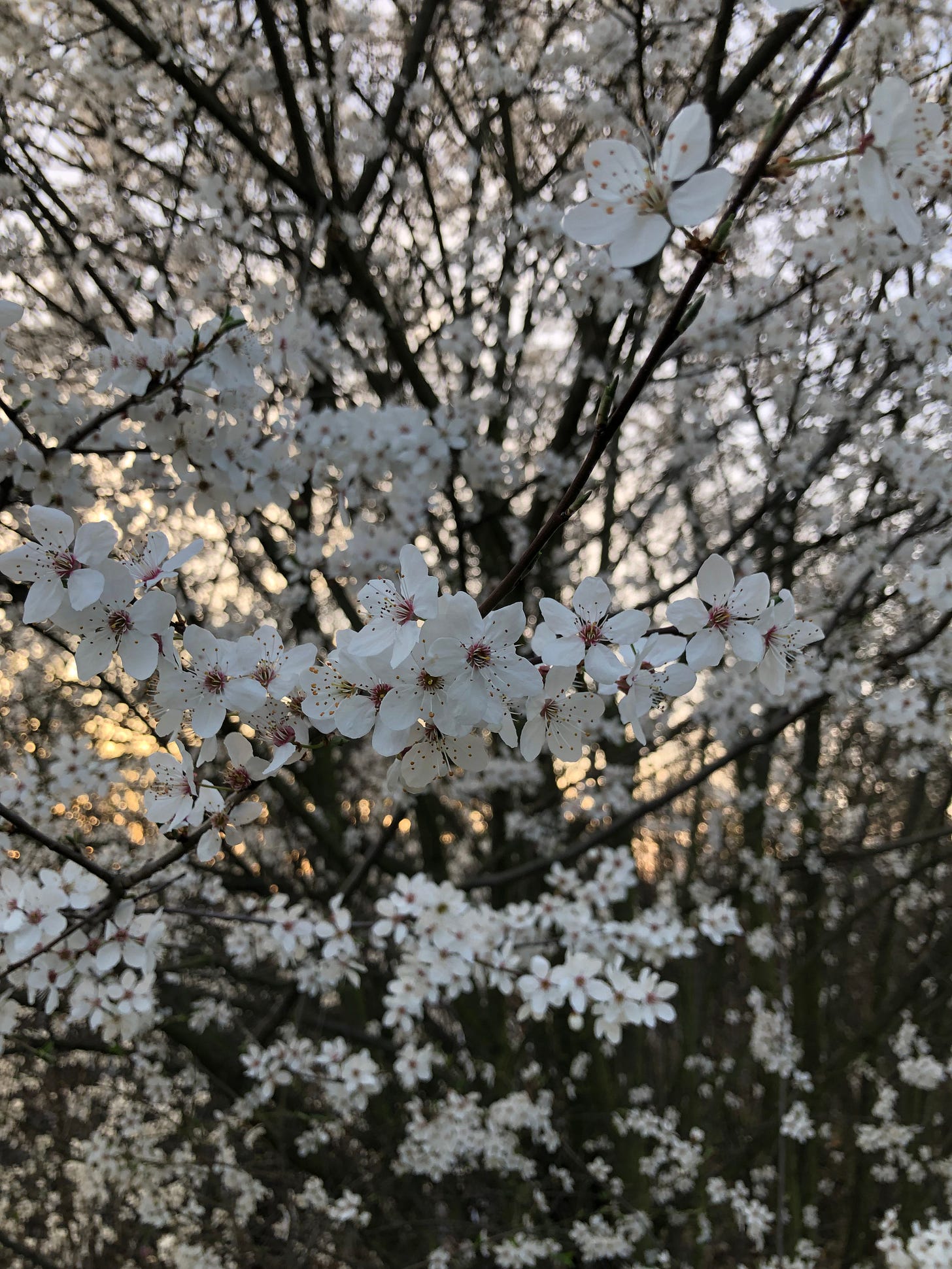 Close-up of blooming white flowers on a tree at sunset