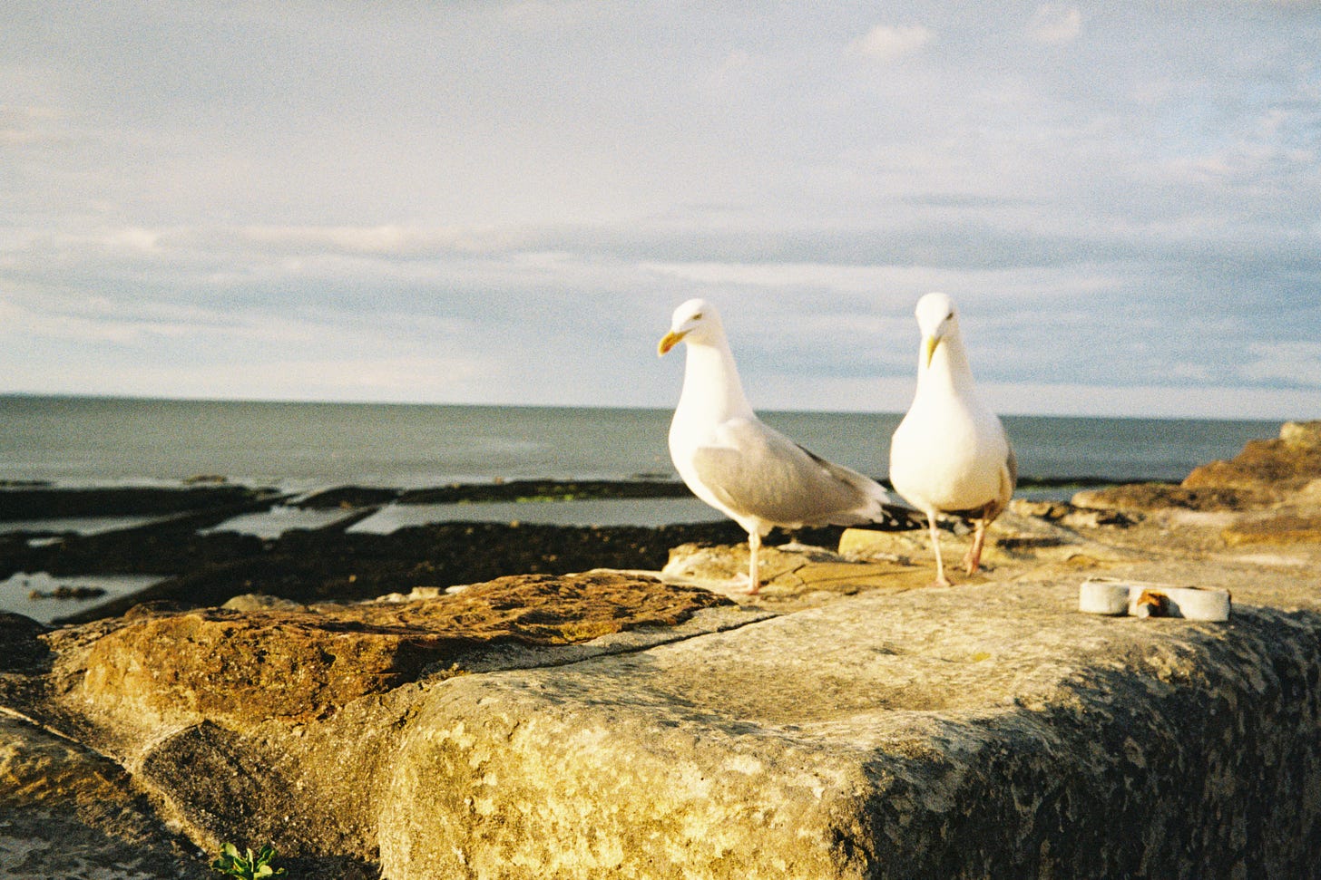 Two seagulls atop a seawall in St Andrews, Scotland.