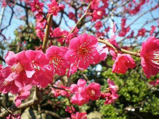 Plum Blossom at Ikegami Baien Plum Blossom at Ikegami Baien