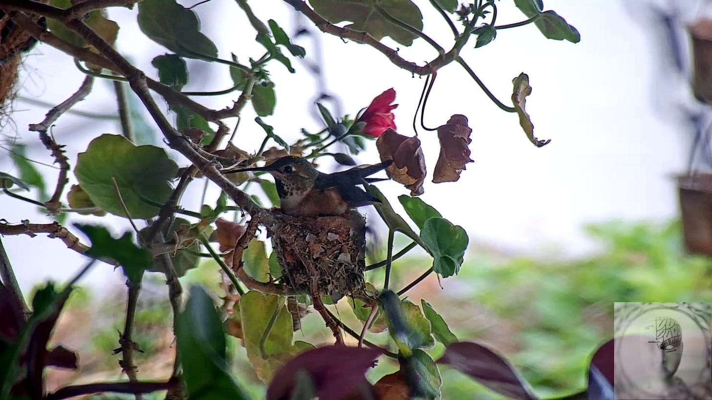 hummingbird on a nest with geranium bud and leaves in background with one red bud ready to bloom