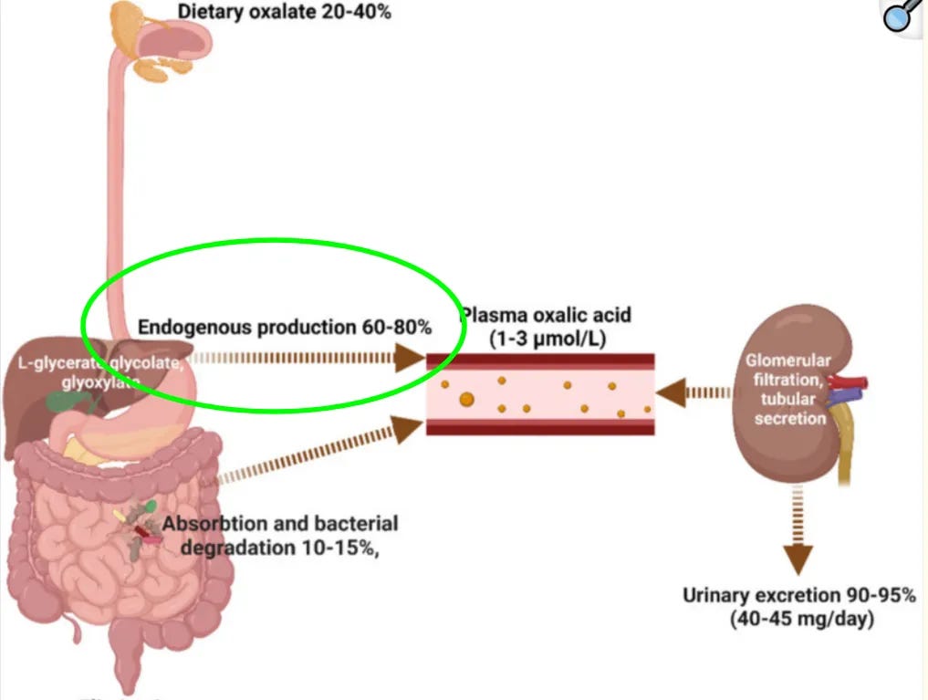 Oxalate Production in Non-Stone-Forming Chronic Kidney Disease (Stepanova N. Oxalate Homeostasis in Non-Stone-Forming Chronic Kidney Disease: A Review of Key Findings and Perspectives. Biomedicines. 2023)