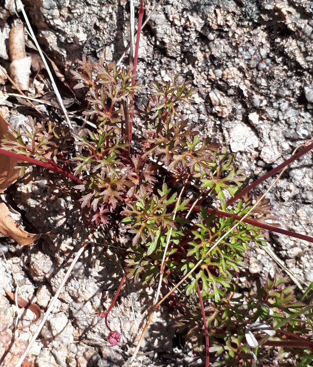 Trachymene incisa [plant & rock cropped sml].jpg