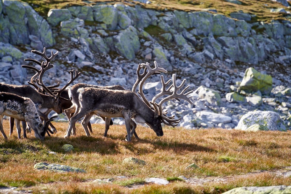 Free A reindeer flock is grazing on the top of Norefjell Stock Photo