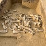 Anthropology.net