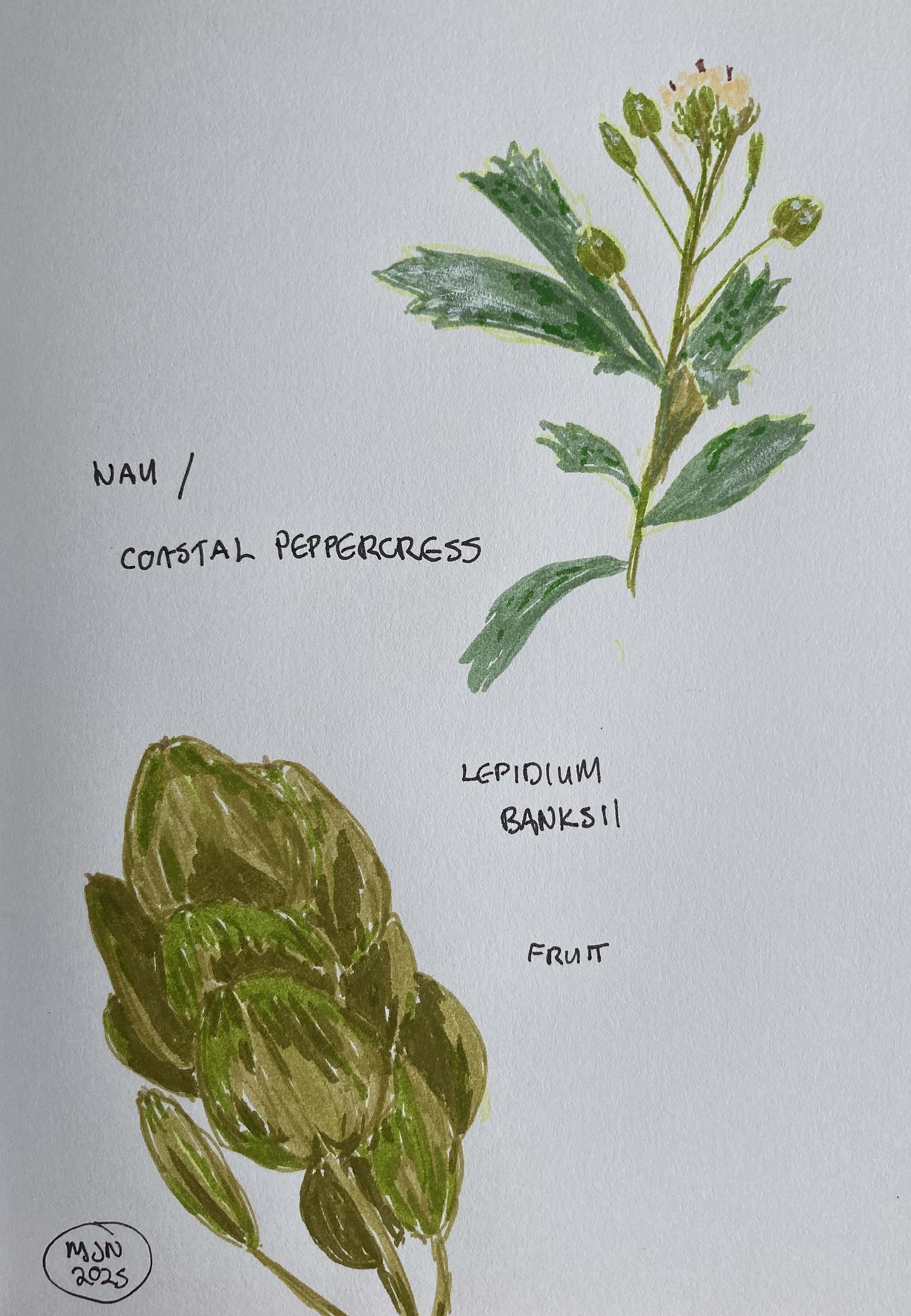 A felt pen drawing showing a piece of stem with flowers and fruit, and a close-up of fruit