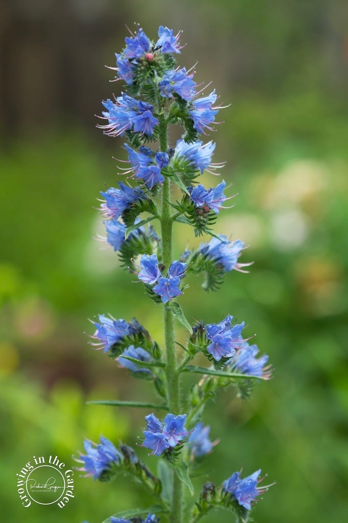 Vipers Bugloss - Echium vulgare