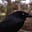 Contrarianist's avatar