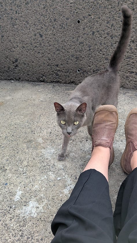 A collection of photos featuring a black kitty, a grey kitty, two orange kitties with golden eyes, a calico kitty, a white cream kitty, and the most dapper gentleman of a cat.