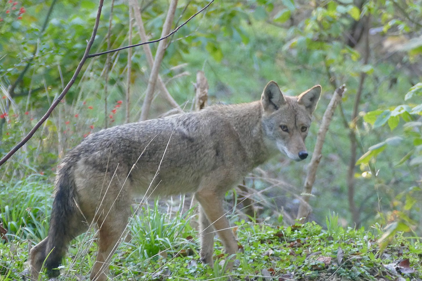 Urban coyote