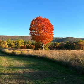 🌳 HUDSON VALLEY & THE CATSKILLS