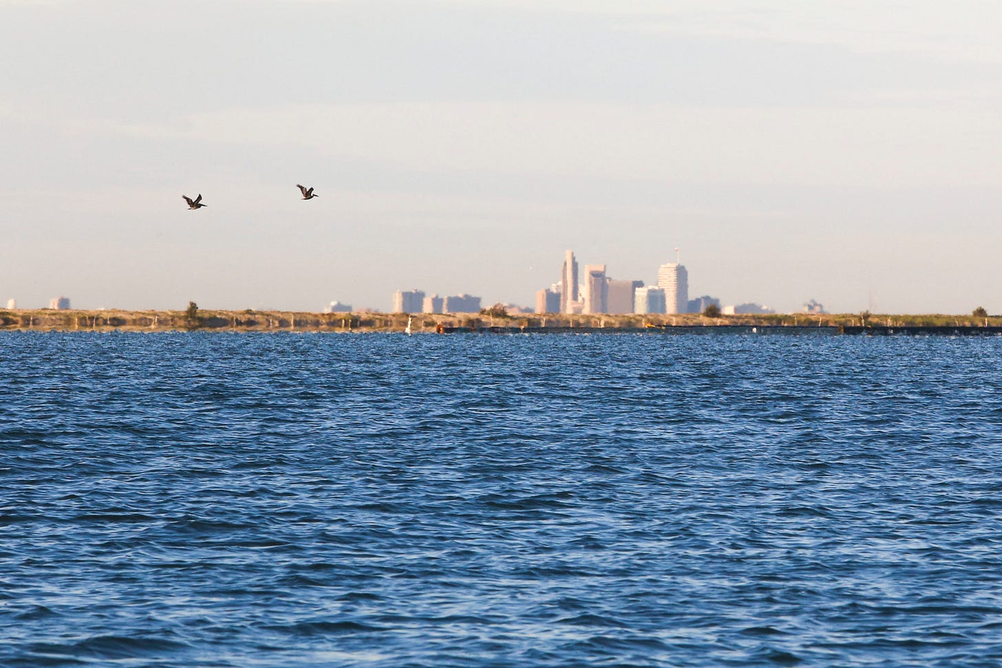 A pair of birds fly above a choppy bay of blue water, with a city seen in the distance. A pair of birds fly above a choppy bay of blue water, with a city seen in the distance.