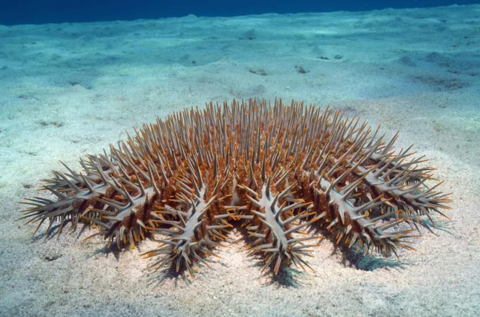 Vinegar: A secret weapon in the fight against crown-of-thorns starfish -  CSIRO