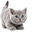 SweetDough's avatar