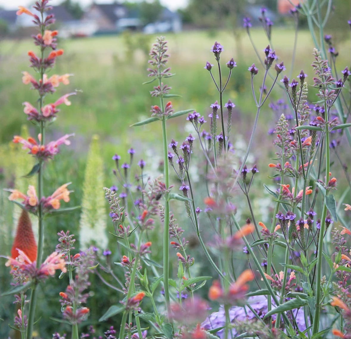 beautiful planting design