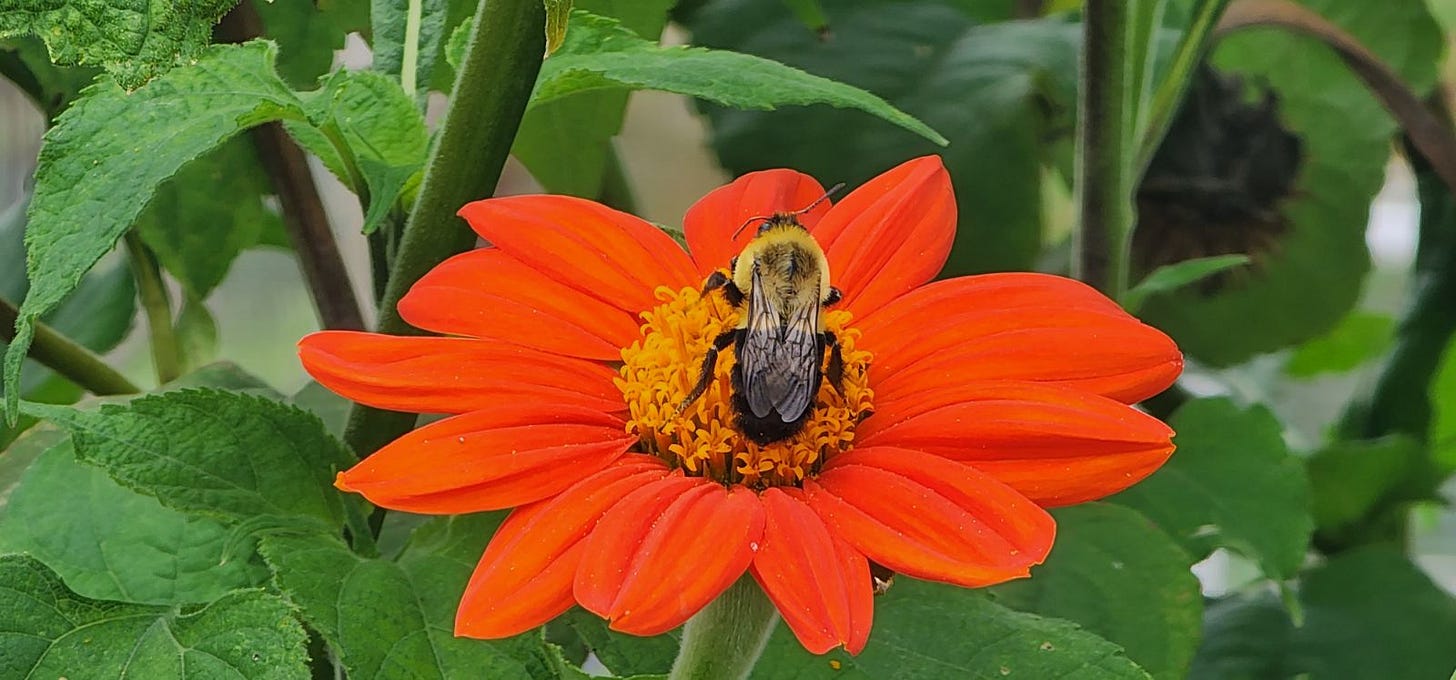 a bee sits on a large flower with bright petals