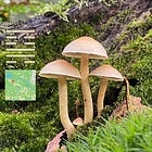 MYCOPHOBIA