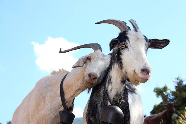 5,400+ Love Goats Stock Photos, Pictures & Royalty-Free ...