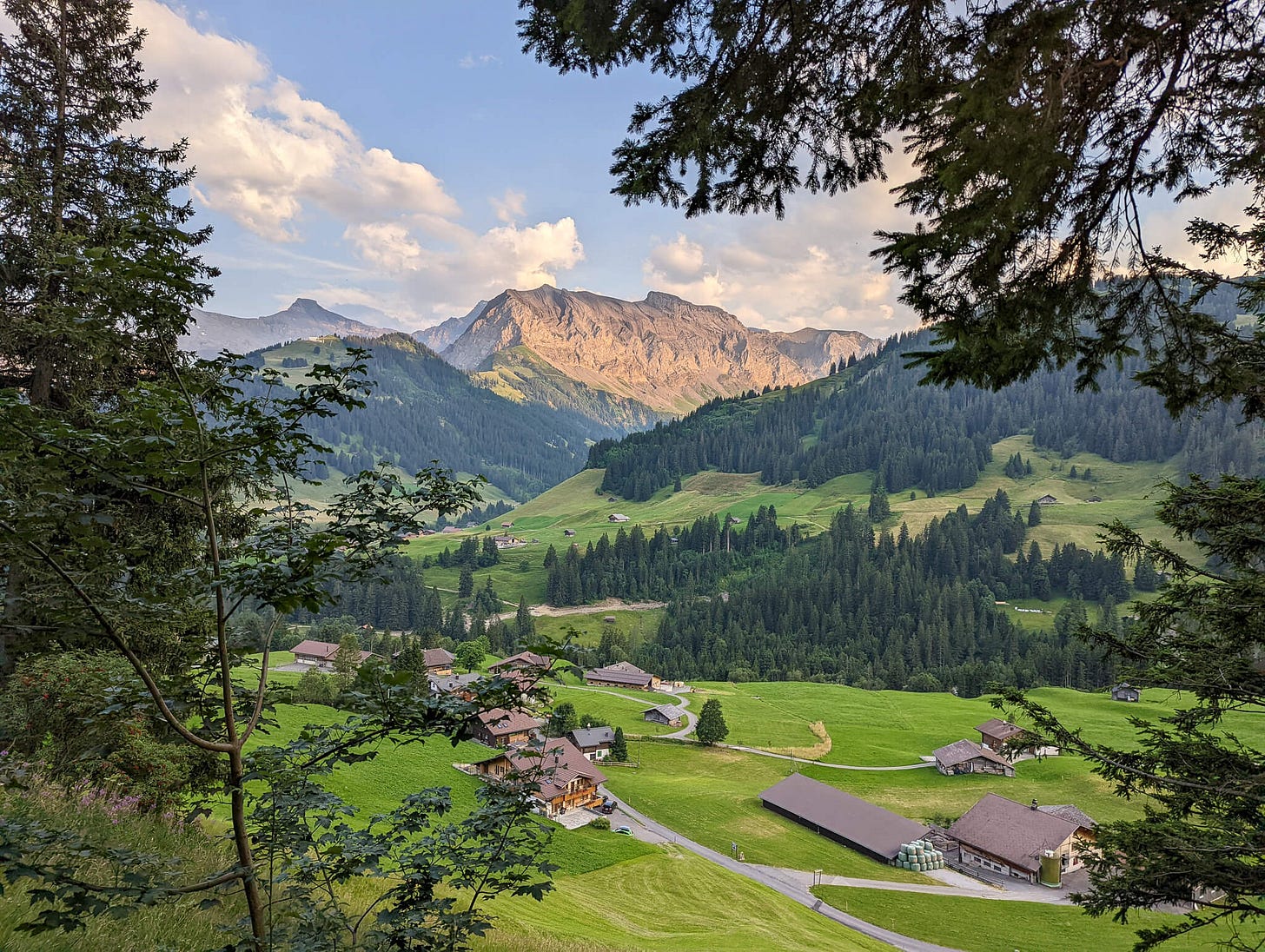 Alpine view of green fields and pine trees, with mountains in background Alpine view of green fields and pine trees, with mountains in background