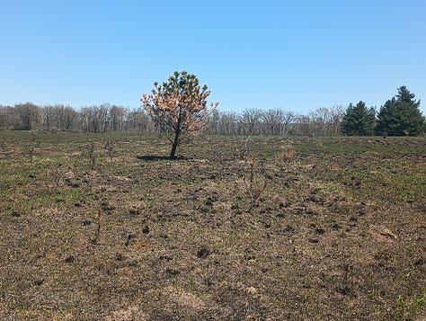 three photos of burned areas, starting to regrow grass