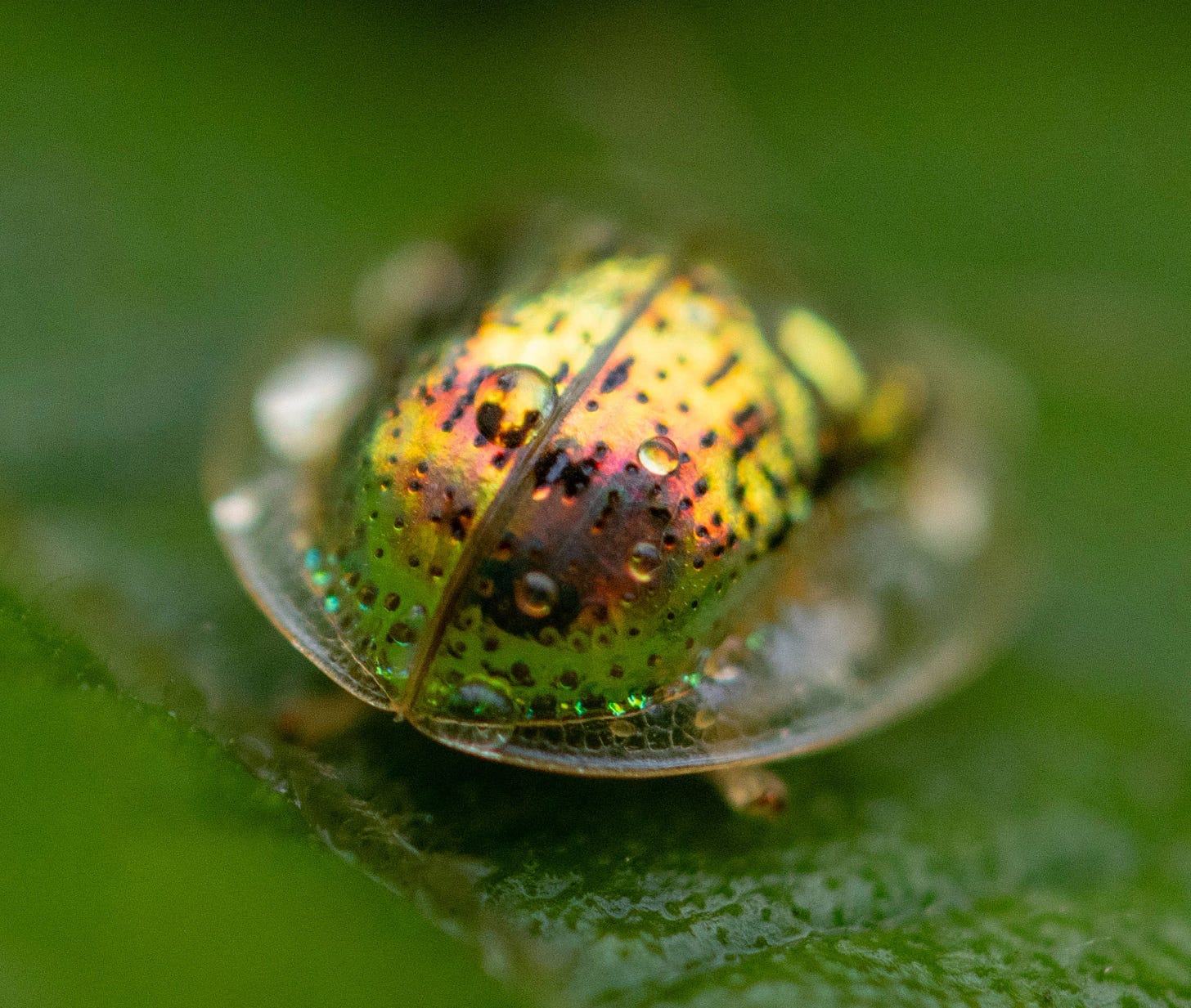 Extreme close-up of a golden tortoise beetle on a wet leaf, its metallic gold and amber shell speckled with dark spots, transparent rim visible, and raindrops beading across its reflective surface.
