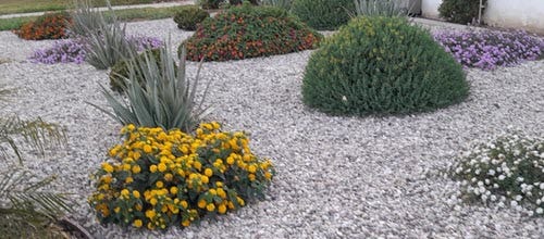 Flowering lantana plants with aloe vera and other succulents