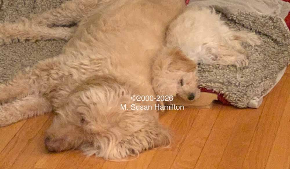 Dog and puppy napping Dog and puppy napping