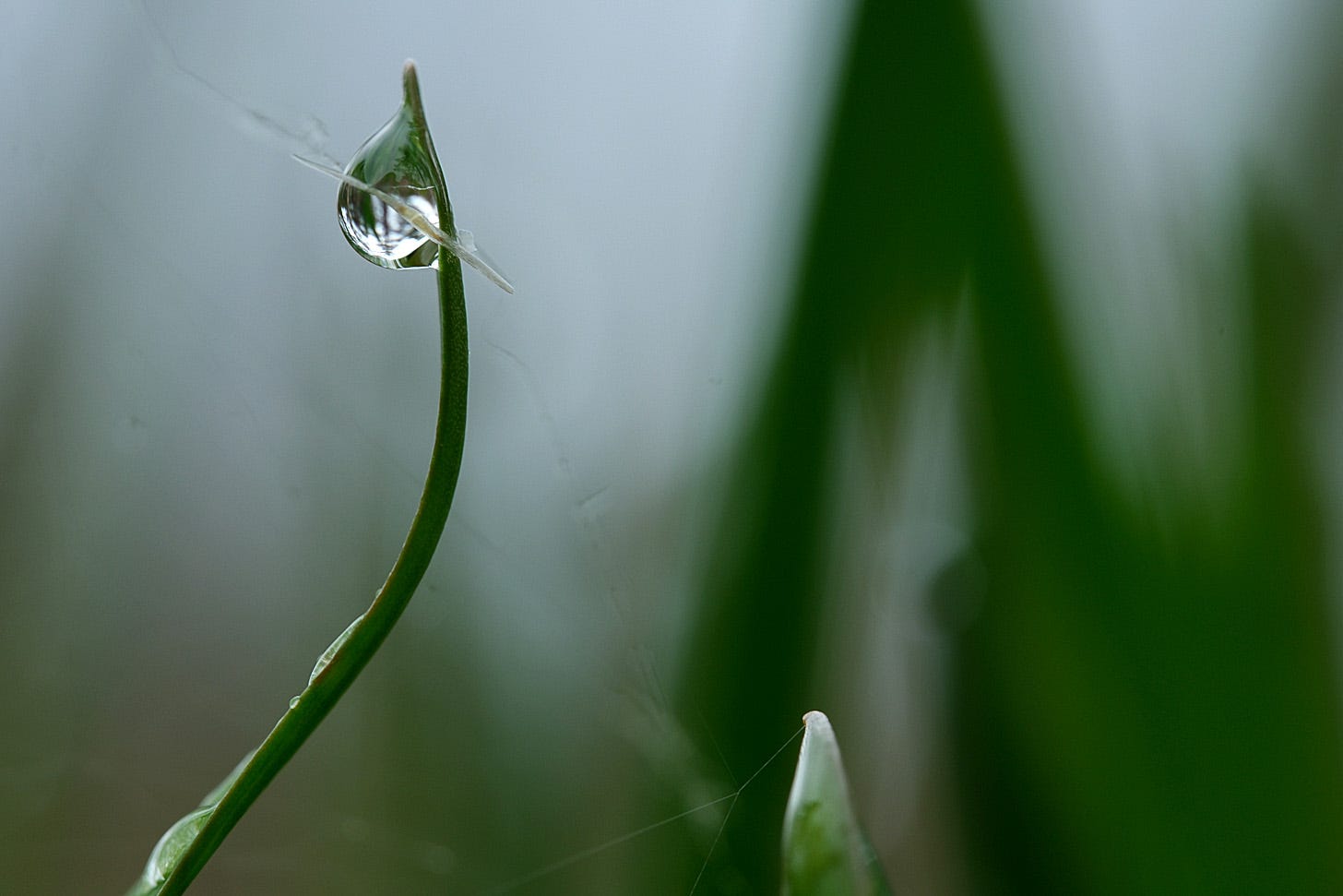 Spear-like new leaves appearing on bog asphodel (Narthecium ossifragum)